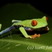 frog_tree_redeyed_tar_h_0579_cos0909.jpg